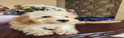Cavapoo dogs for sale: Adorable Boy available  - Advert 2