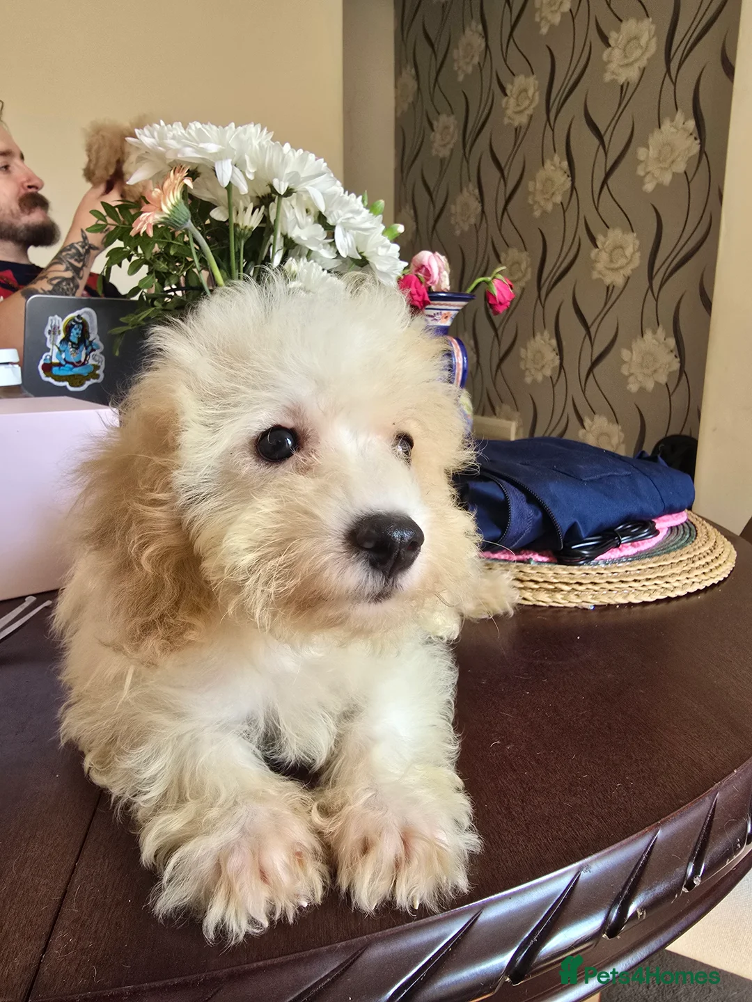 Cavapoo dogs for sale: Adorable Boy available  - Advert 2