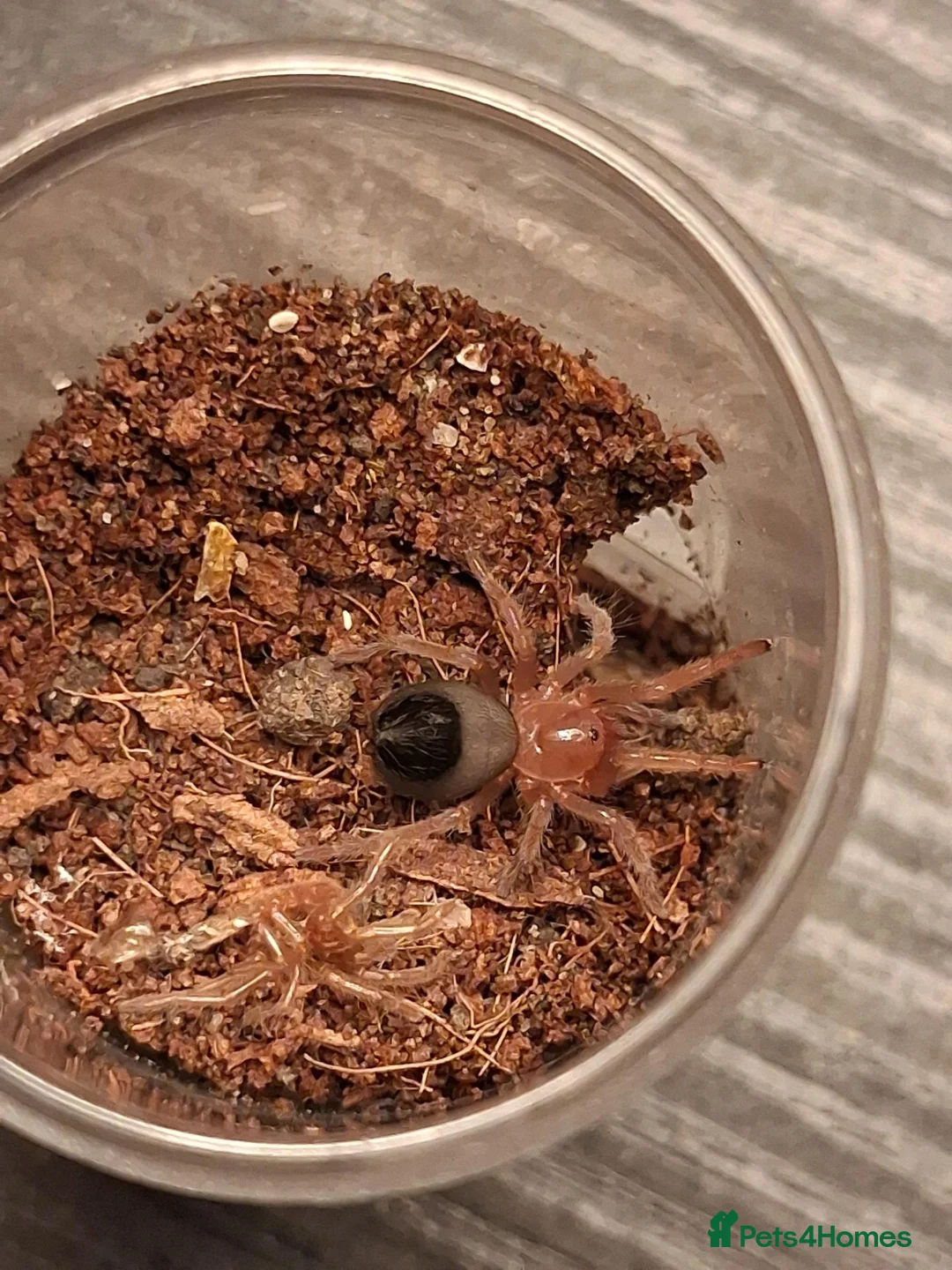 Tarantulas invertebrates for sale: Tarantulas free to good homes in Bournemouth - Advert 5