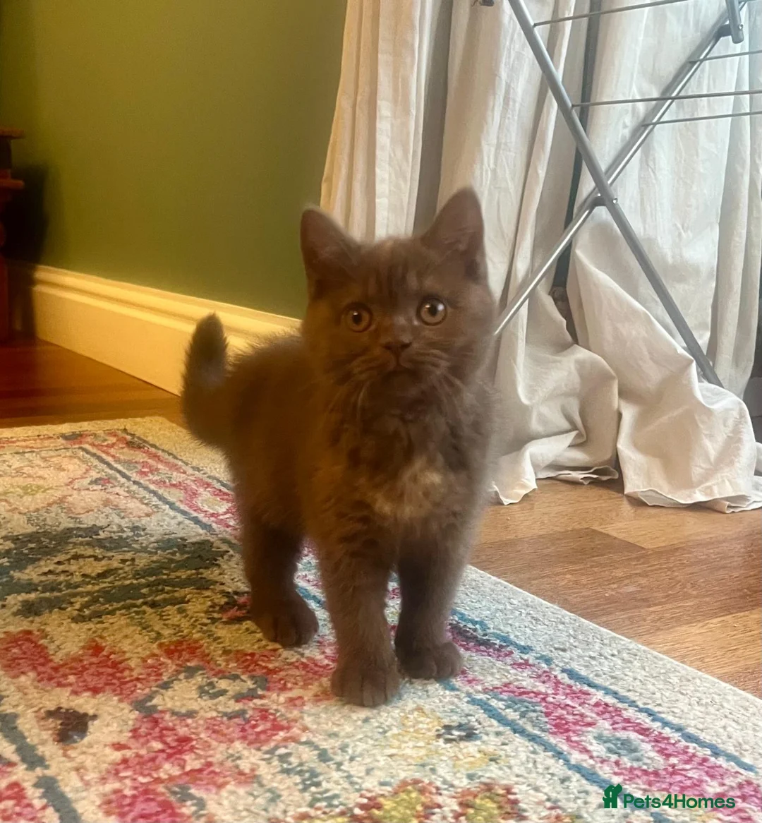 British Shorthair cats for sale: British shorthair females ready to leave soon GCCF - Advert 13