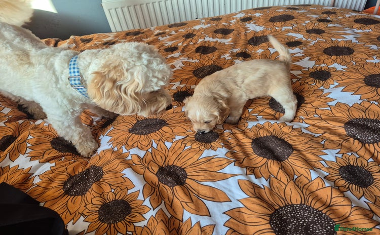 Cockapoo dogs - Advert 3