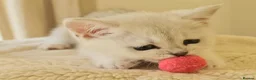 British Shorthair cats for sale: BRITISH SHORTHAIR KITTEN BLUE EYES  - Advert 22