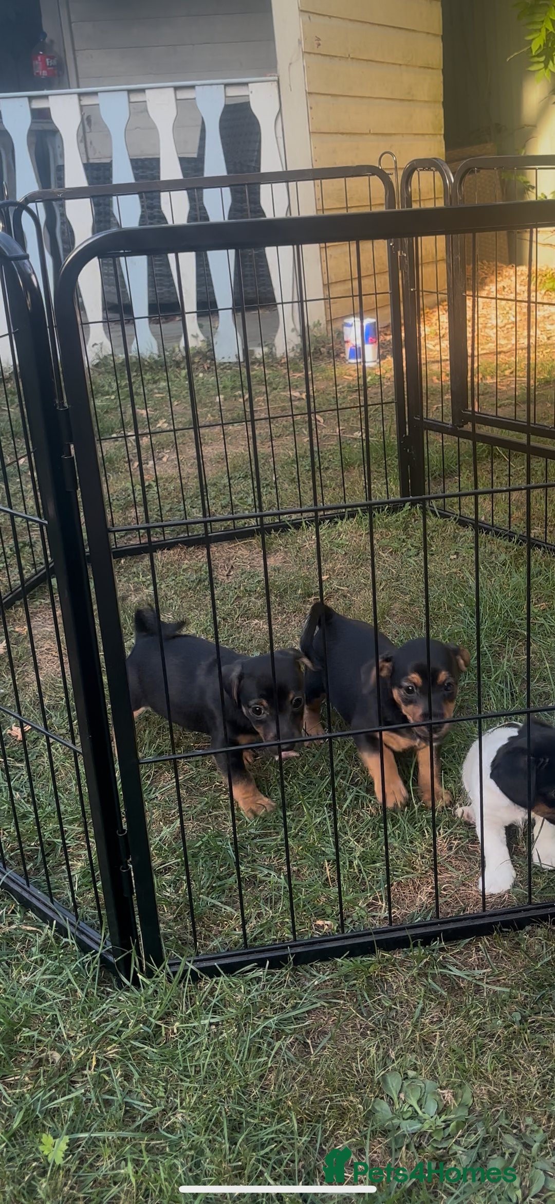 Jack Russell dogs for sale: 2 Outstanding Girl Jack Russell’s.  - Image 3
