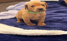 Labrador Retriever dogs for sale: Kennel Club Fox Red Labrador Puppies Health Tested - Advert 27