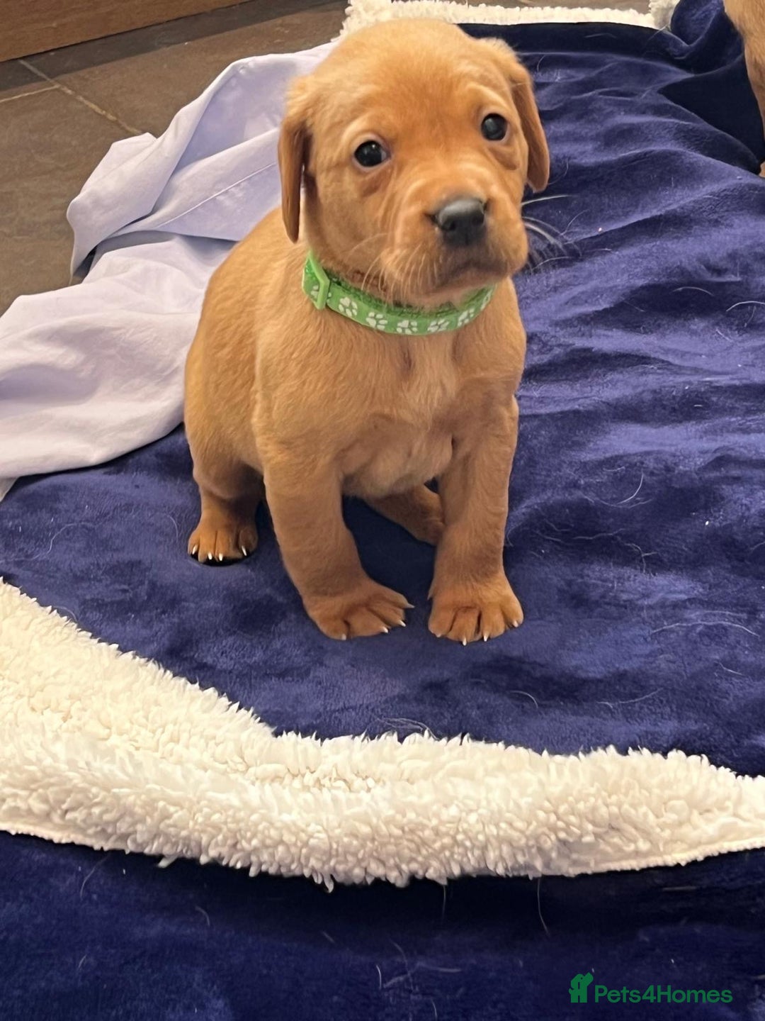 Labrador Retriever dogs for sale: Kennel Club Fox Red Labrador Puppies Health Tested - Advert 27