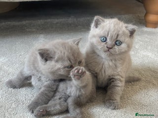 British Shorthair cats - Advert 4