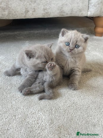British Shorthair cats - Advert 8