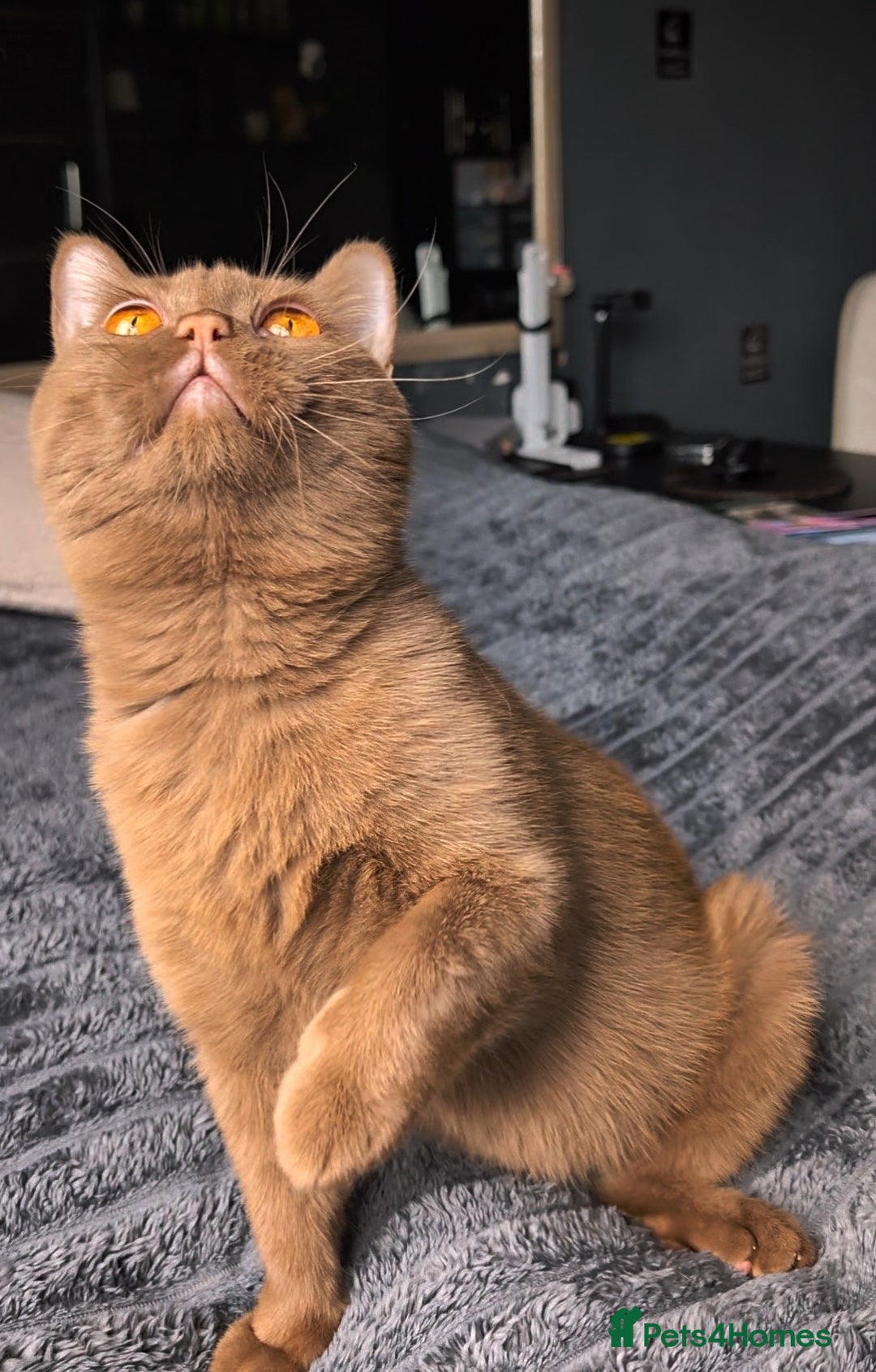 British Shorthair cats for stud: 💦CINNAMON BSH❣️GCCF & TICA active💙STUD 🩸Blood B - Image 7