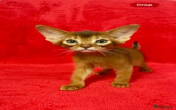 Abyssinian cats for sale: Gorgeous Abyssinian Kittens  Ready December 2025 - Image 8