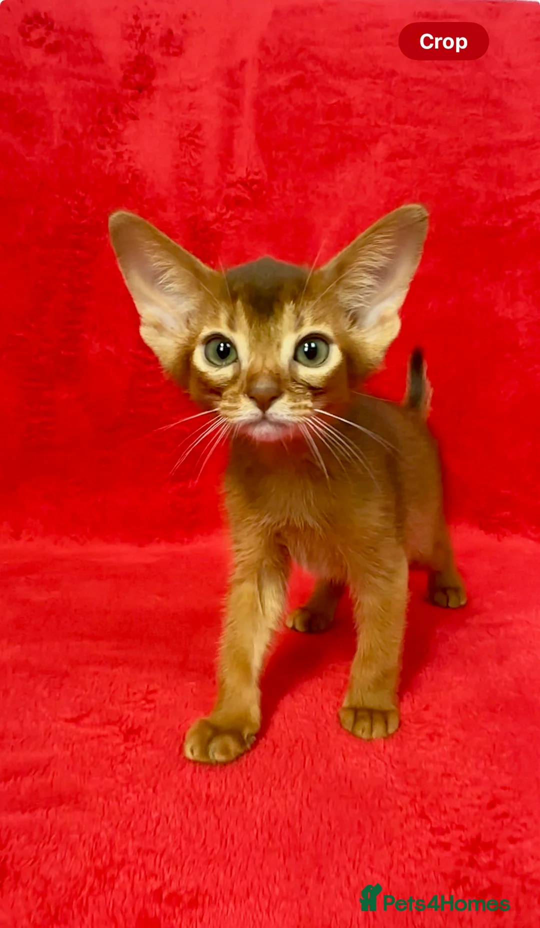 Abyssinian cats for sale: Gorgeous Abyssinian   Sorrel girl Brisa    - Advert 11