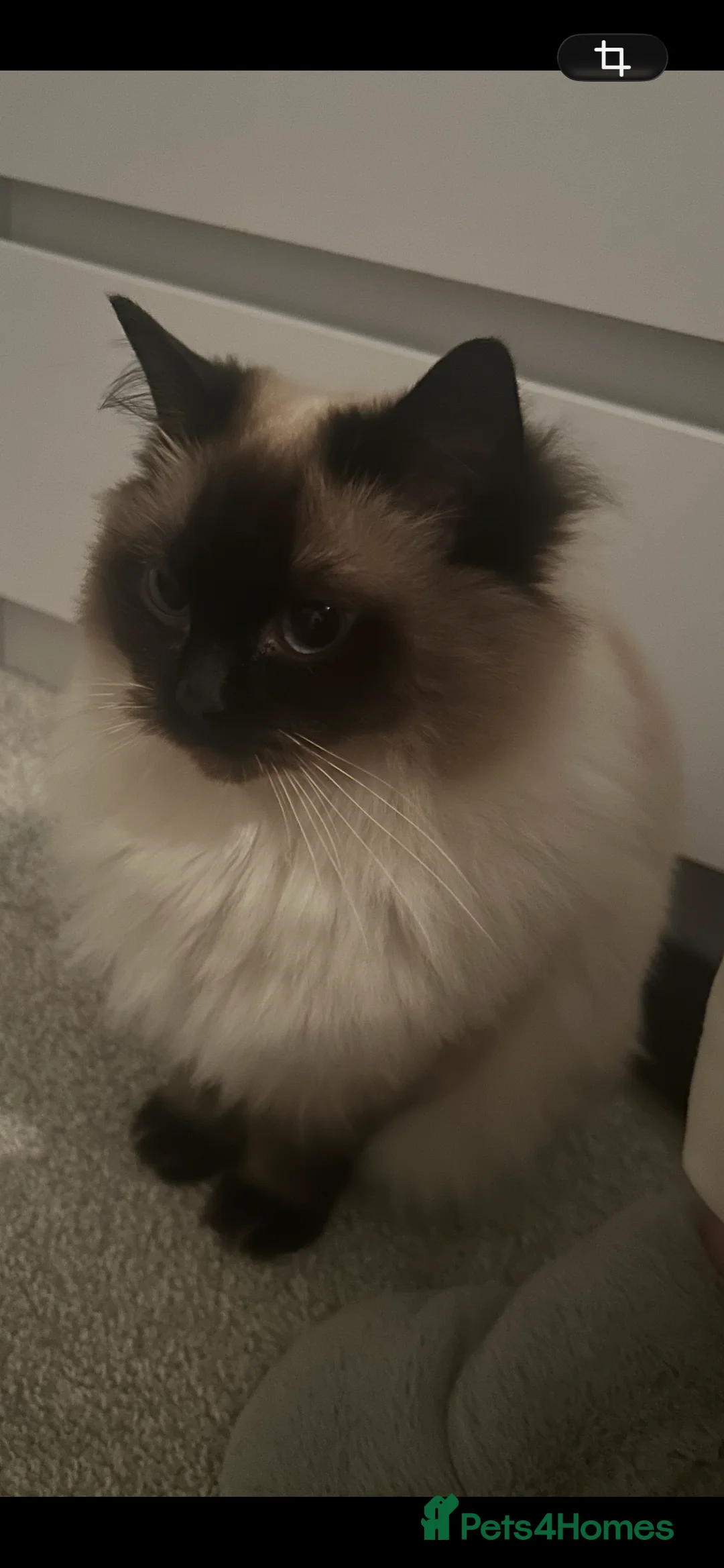 Ragdoll cats for sale: GCCF registered retired female Ragdoll  - Advert 4