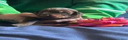 Dobermann dogs for sale: 7 beautiful Dobbman puppies  - Advert 12