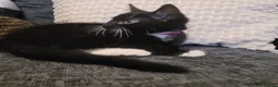 Mixed Breed cats for sale: Kittens for sale  in Gloucester - Advert 7