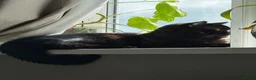 Mixed Breed cats for sale: Beautiful kittens  - Advert 4