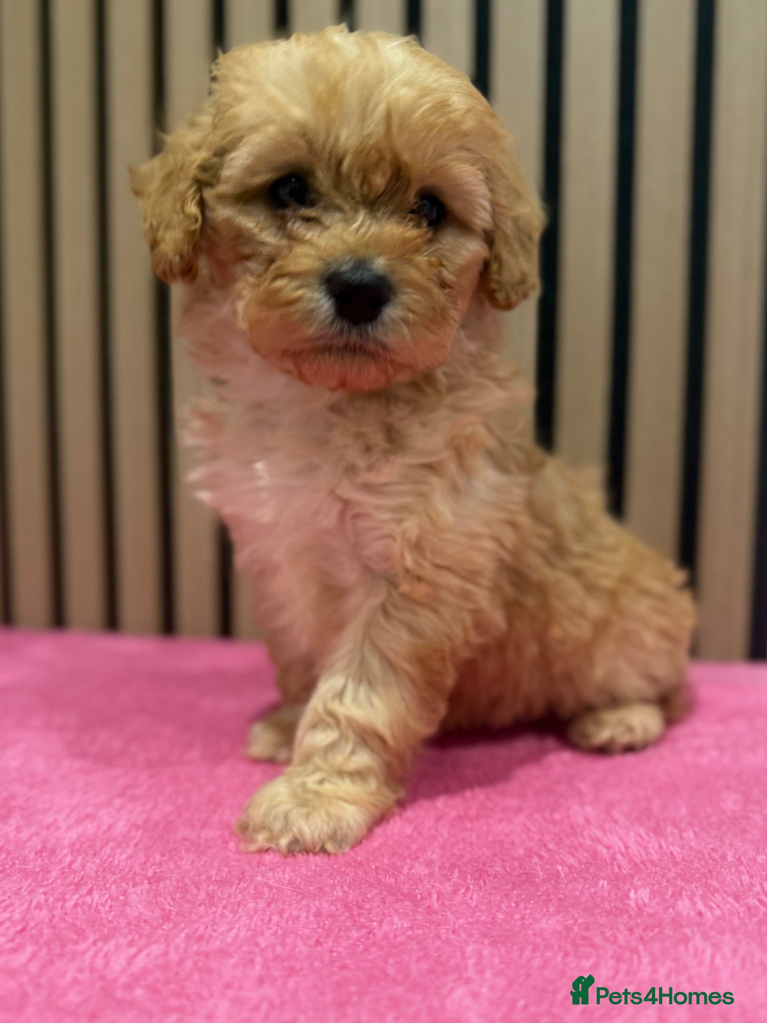 Cavapoo dogs Beautiful F1 Cavapoo puppies  - Advert 12