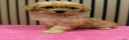 Cavapoo dogs for sale: Beautiful F1 Cavapoo puppies  - Advert 1