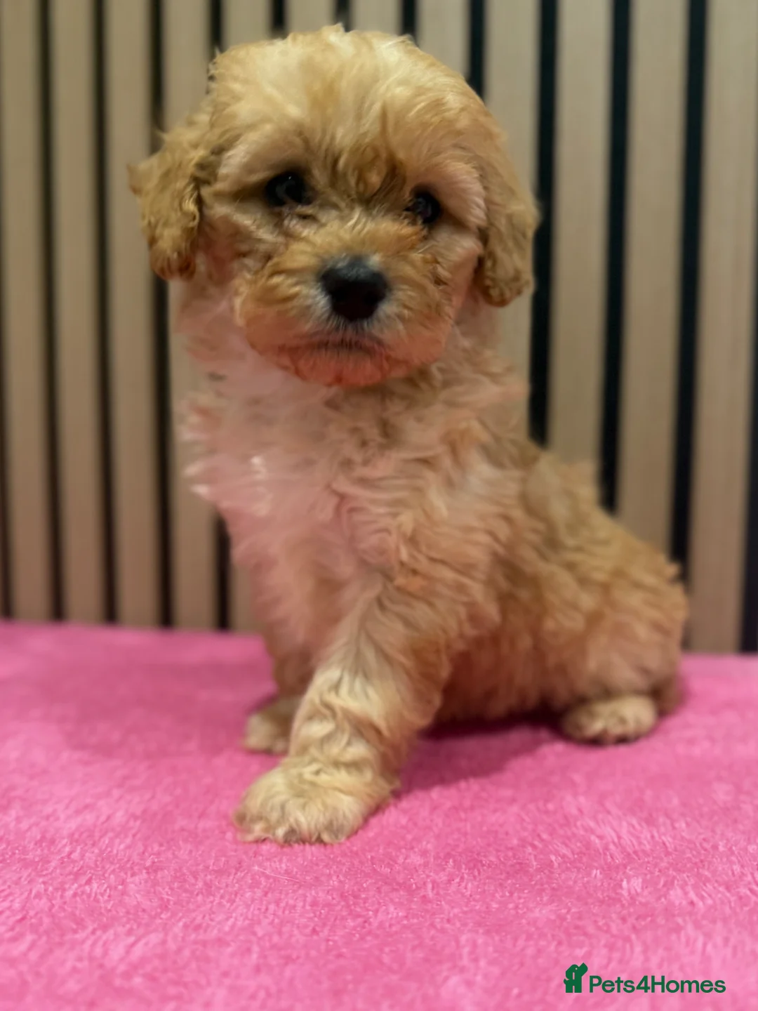 Cavapoo dogs for sale: Beautiful F1 Cavapoo puppies  - Advert 1