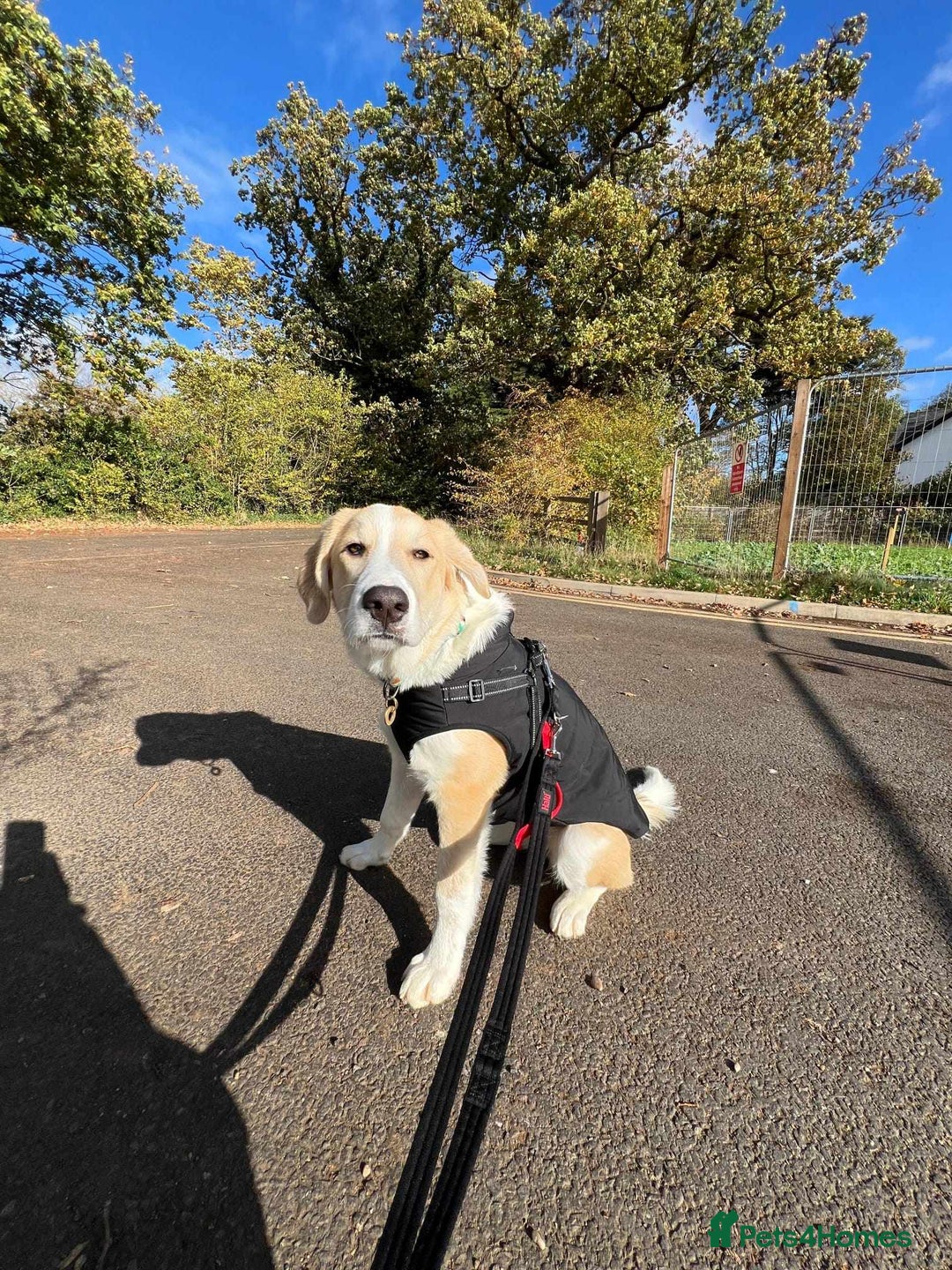 Mixed Breed dogs for sale: 💚 Lovely Lisa 💚 - Advert 5