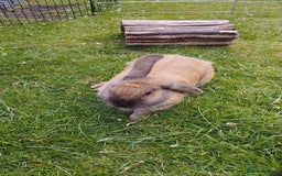 Mini Lop rabbits for sale: Male rabbit for sale with rabbit hutch - Image 1