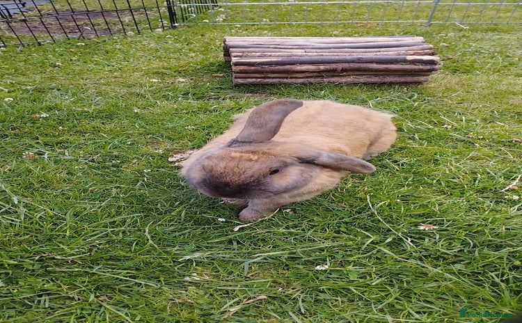 Mini Lop rabbits - Advert 1