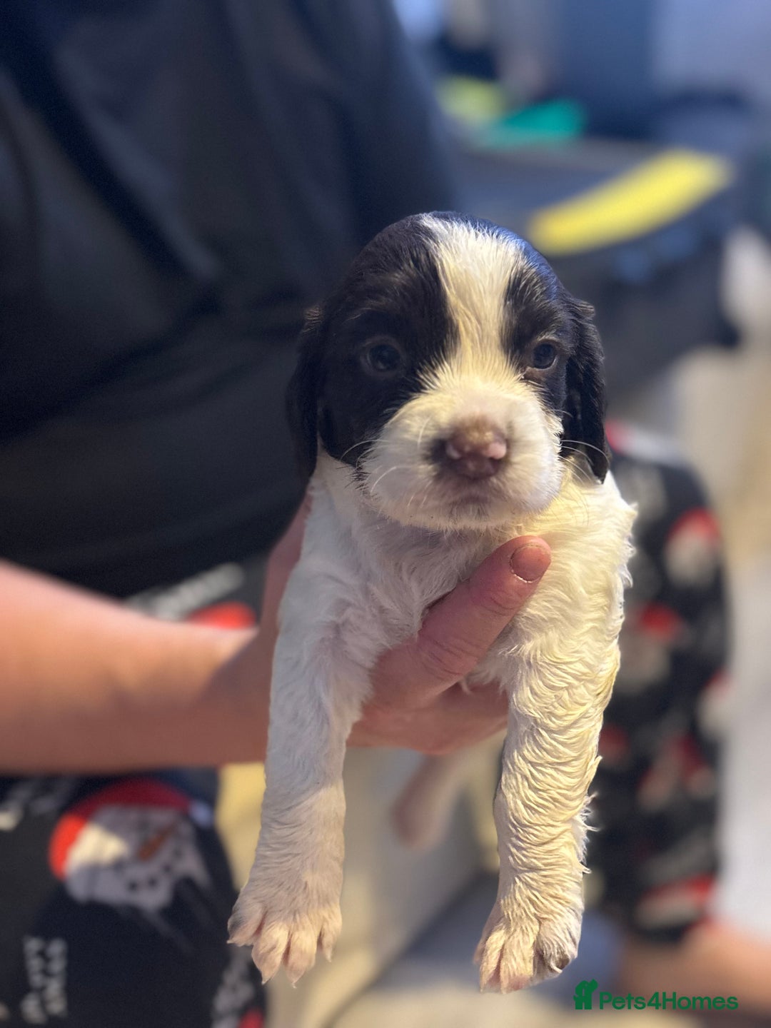 English Springer Spaniel dogs for sale: English Springer Spaniel Puppies  - Advert 6