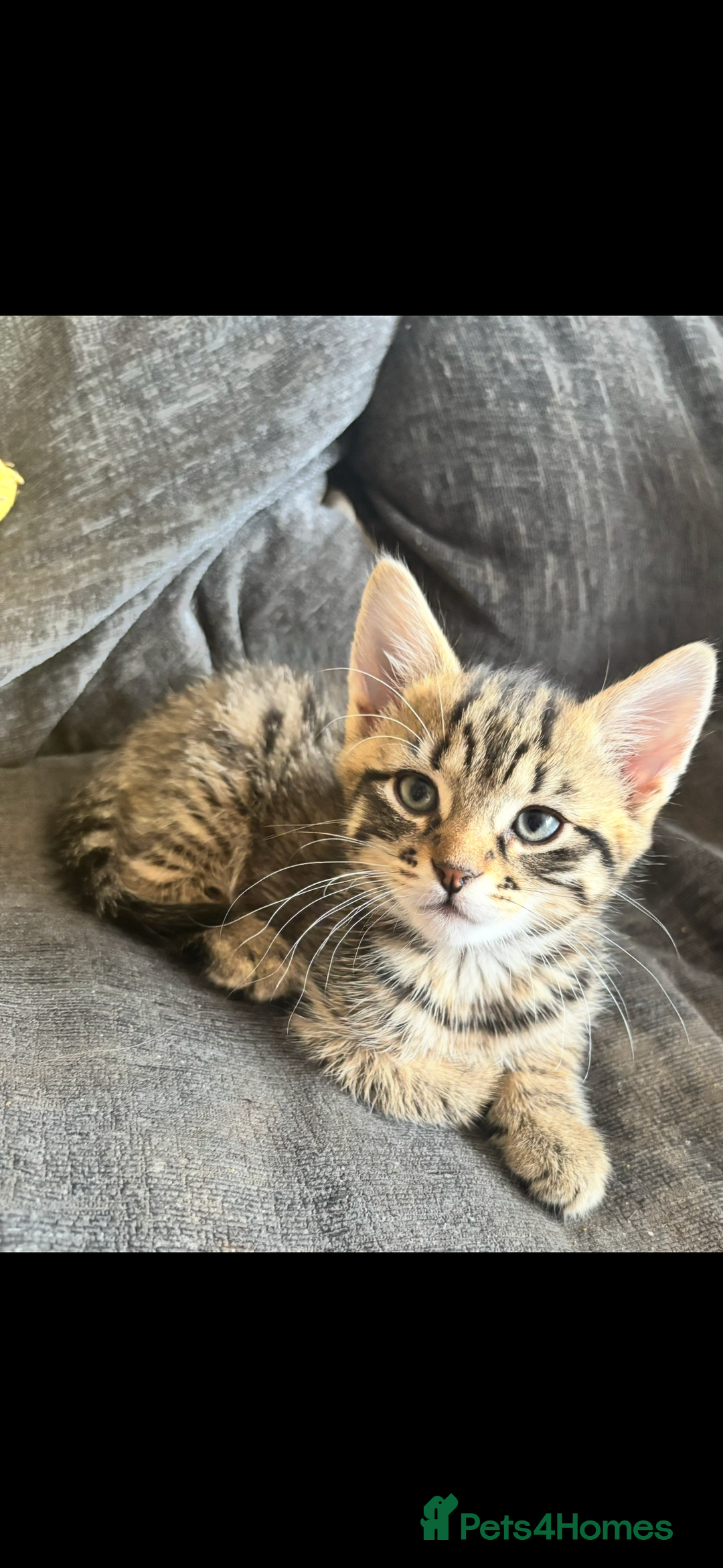 Bengal cats for sale: Half bengal kittens  - Image 1