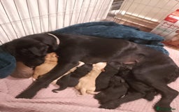 Mixed Breed dogs for sale: SHAR PEI CROSS LABDOODLE  CROSS SPROCKER PUPS - Image 4