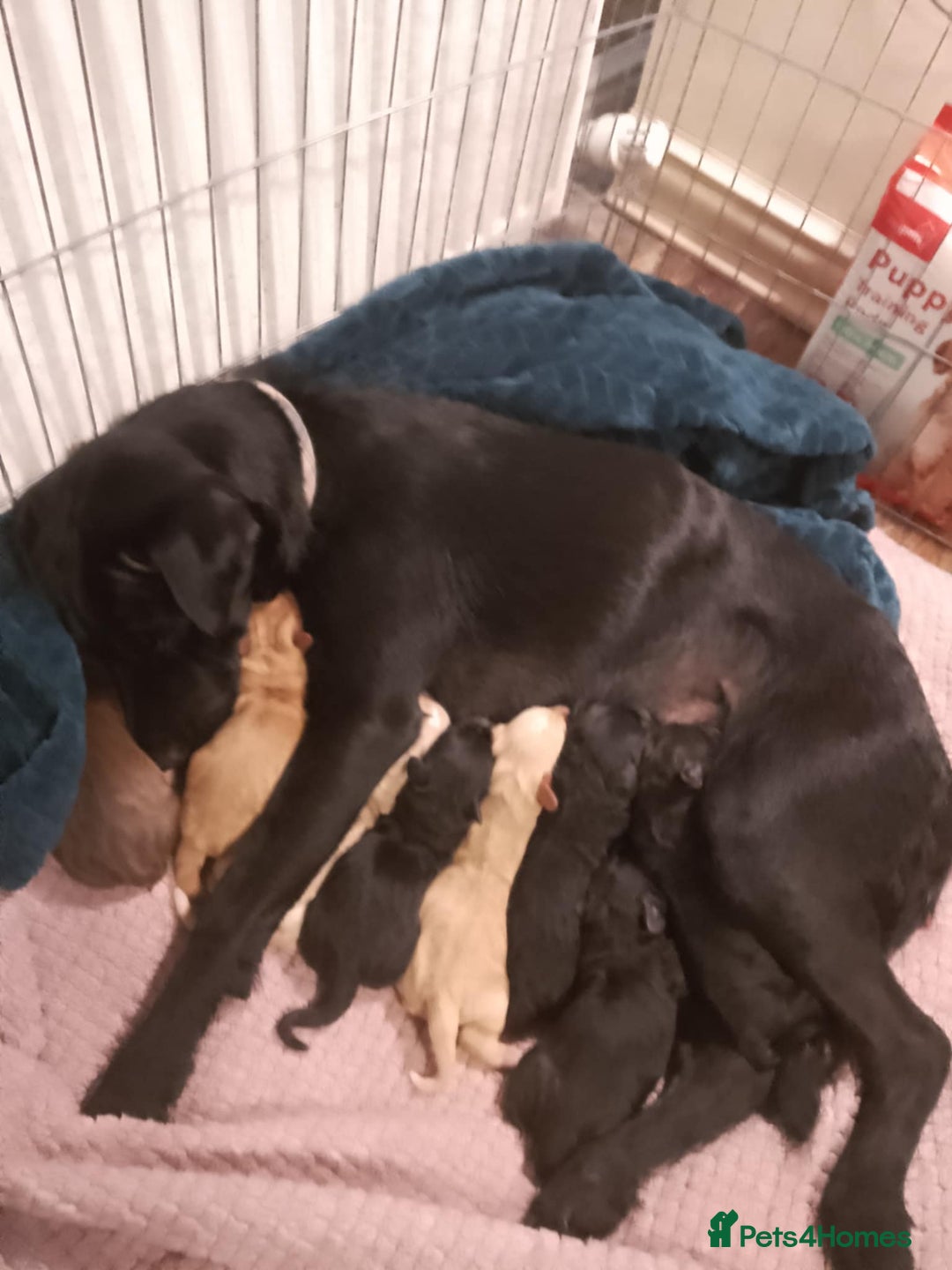 Mixed Breed dogs for sale: SHAR PEI CROSS LABDOODLE  CROSS SPROCKER PUPS - Image 4