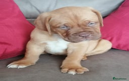 Dogue De Bordeaux dogs for sale: Gorgeous DOUGUE Babies - Image 18