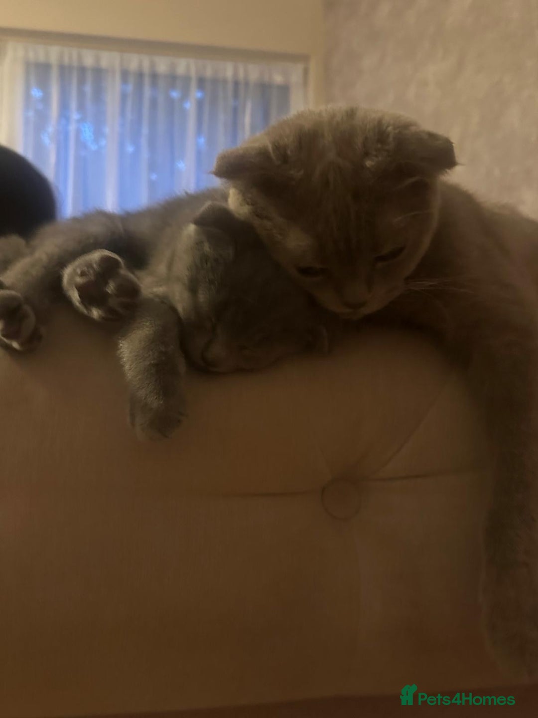 Scottish Fold cats for sale: Scottish fold kittens - Image 14