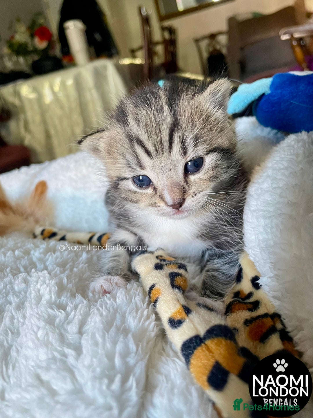 Mixed Breed cats for sale: ⭐️ BENGAL KITTEN FOR SALE! ⭐️ 🩷❤️🧡💛💚🩵💙💜 - Image 9