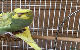 Budgerigars birds for sale: Helicopter Baby Budgies - Image 5
