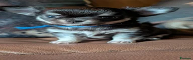 Chihuahua 1