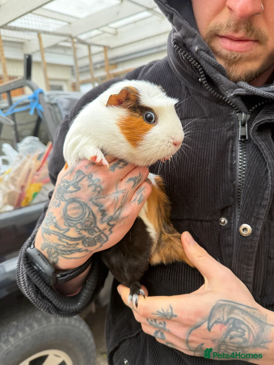 Guinea Pig rodents for sale: 3 Female Guinea Pigs - Advert 1