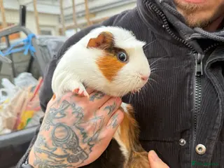 Guinea Pig rodents 3 Female Guinea Pigs - Advert 1