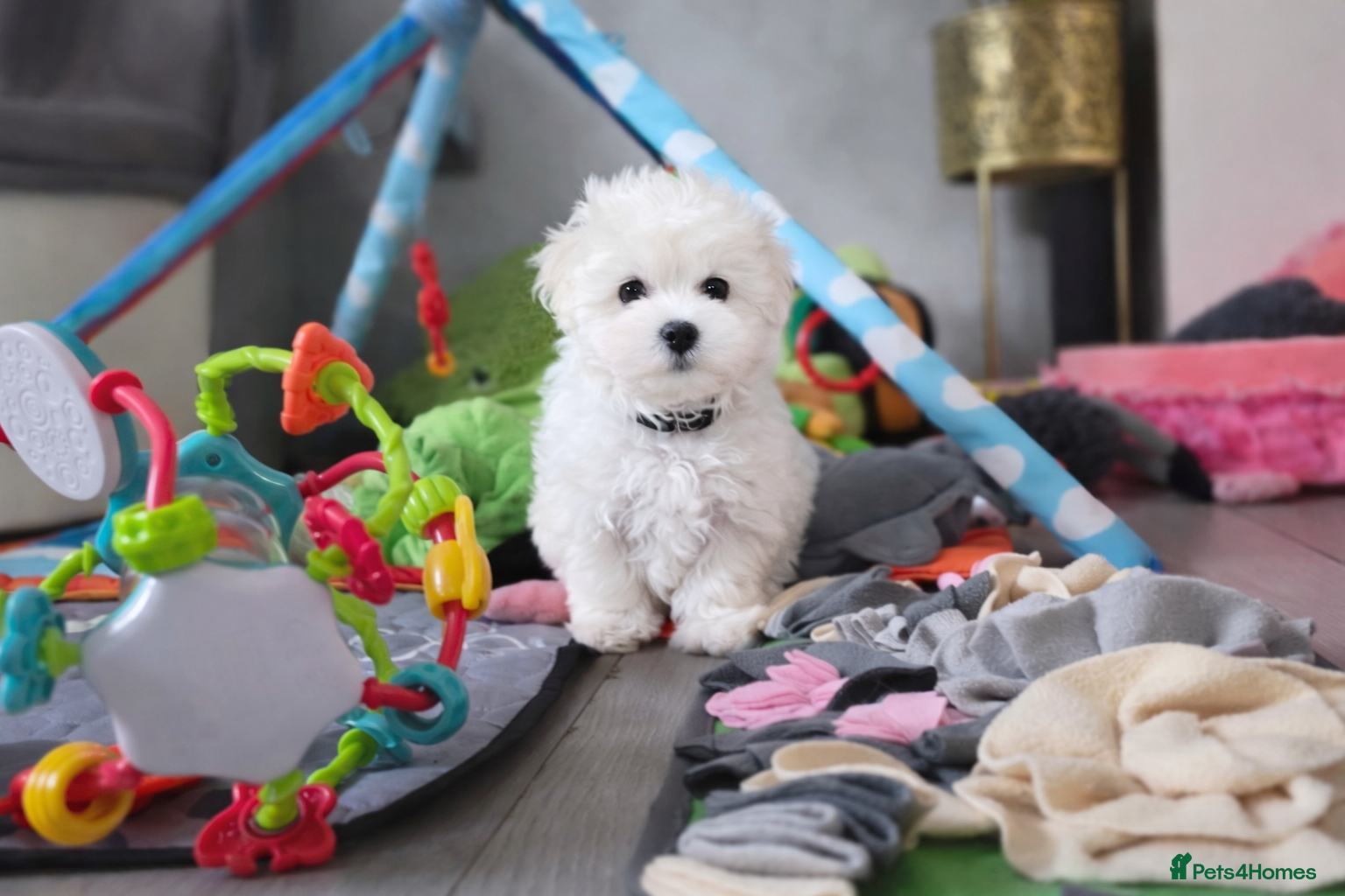 Maltese dogs  Stunning Tiny Maltese Puppies – Last Boy & Girl  - Advert 7