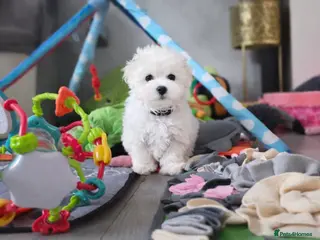 Maltese dogs Stunning Tiny Maltese Puppies – Last Boy & Girl - Advert 6
