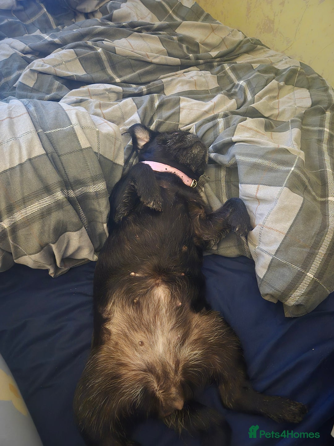 Pug dogs for sale: Lacey - Advert 3