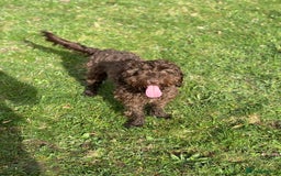 Cockapoo dogs for sale: Stunning F2 miniature cockapoo puppies  - Image 23