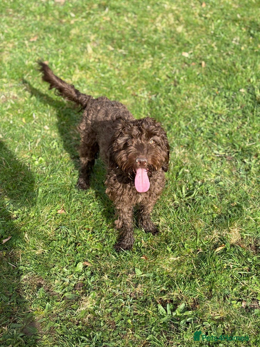 Cockapoo dogs for sale: Stunning F2 miniature cockapoo puppies  - Image 23