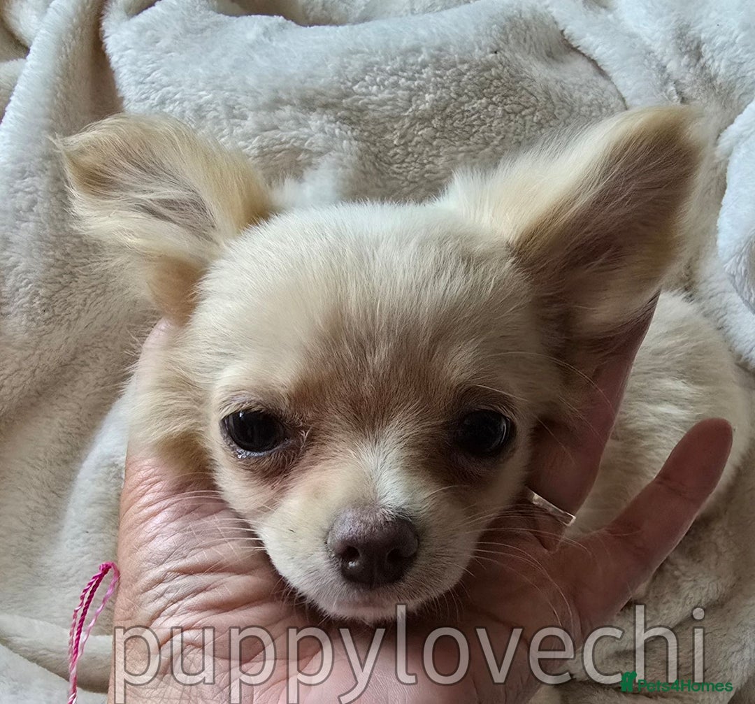 Chihuahua dogs for sale: READY NOW!! Kc Long Coat Chihuahua Boy Top Lines. - Image 6