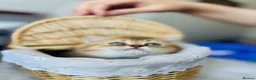 British Shorthair cats for sale: 🌟 Luxury Champion line Golden BSH🌟 - Advert 19