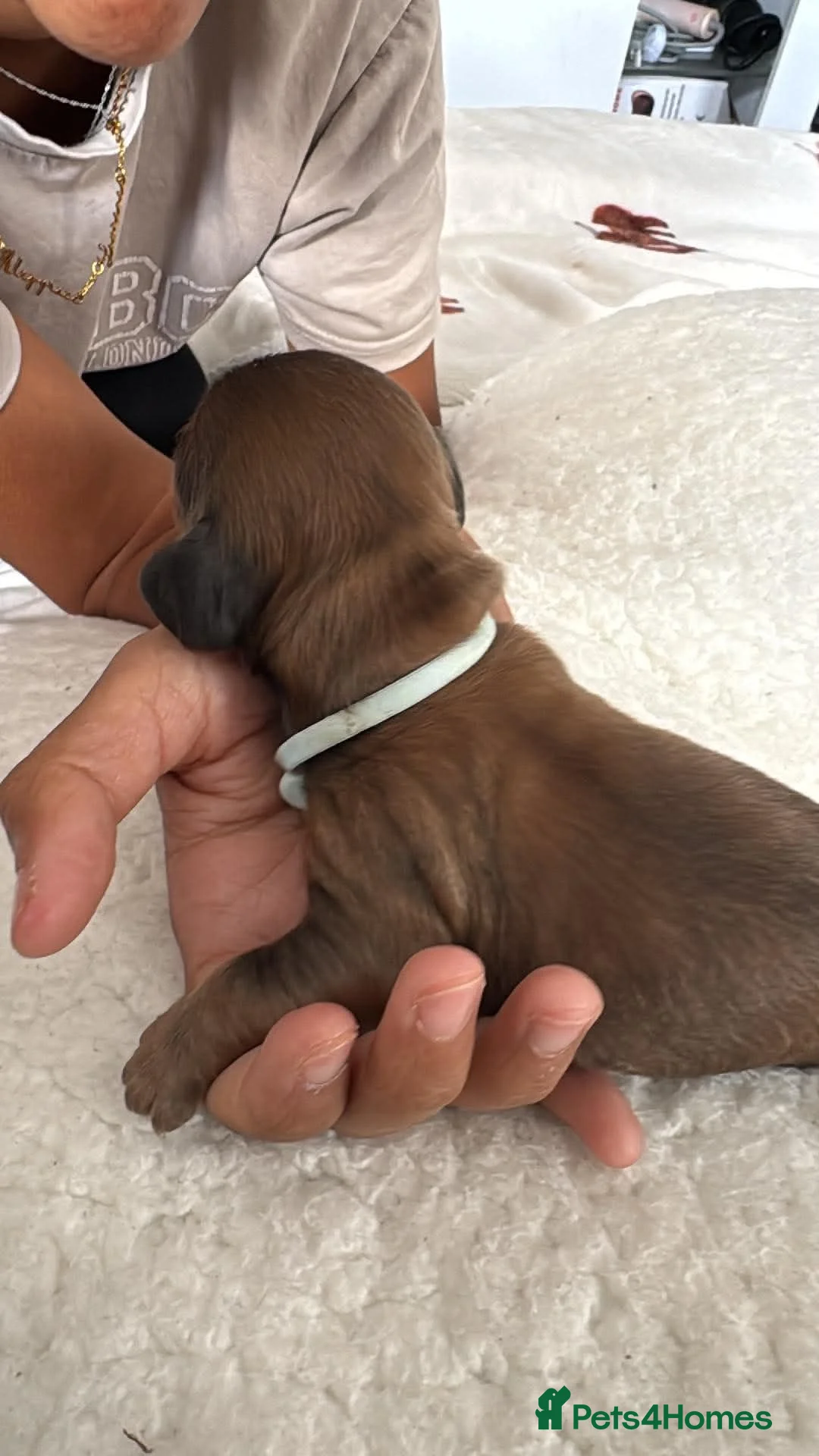 Dachshund dogs for sale: Miniature dachshund  in Kilmarnock - Advert 14