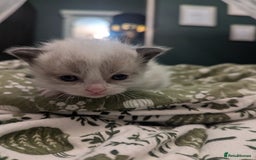 Ragdoll cats for sale: ragdoll kittens (only 1 boy left main picture) - Image 18