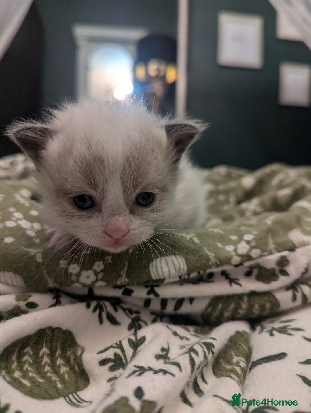 Ragdoll cats for sale: ragdoll kittens (only 1 boy left main picture) - Image 18