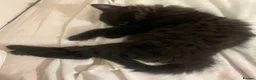 Mixed Breed cats for sale: Adorable litter of 3  - Advert 5