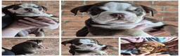 Mixed Breed dogs for sale: Stunning Old Tyme/English Bulldog Puppies–Ready2go - Advert 4