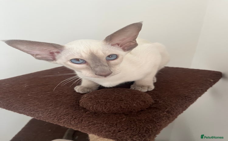 Siamese cats - Advert 1