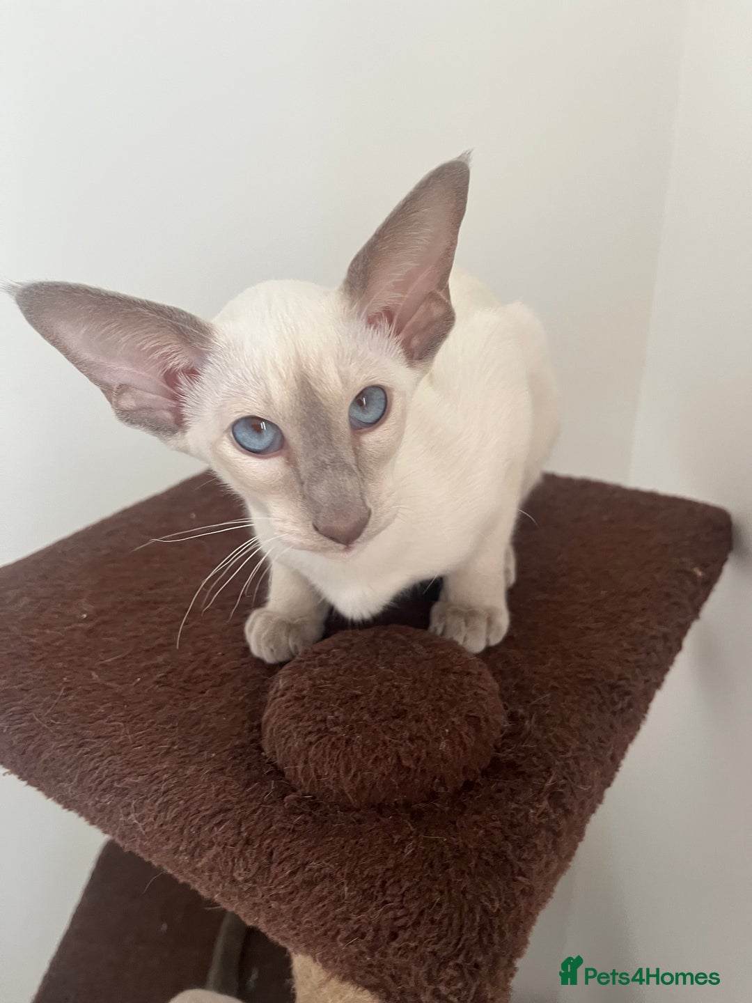 Siamese cats for sale: Gorgeous New Style Siamese kittens GCCF - Image 1
