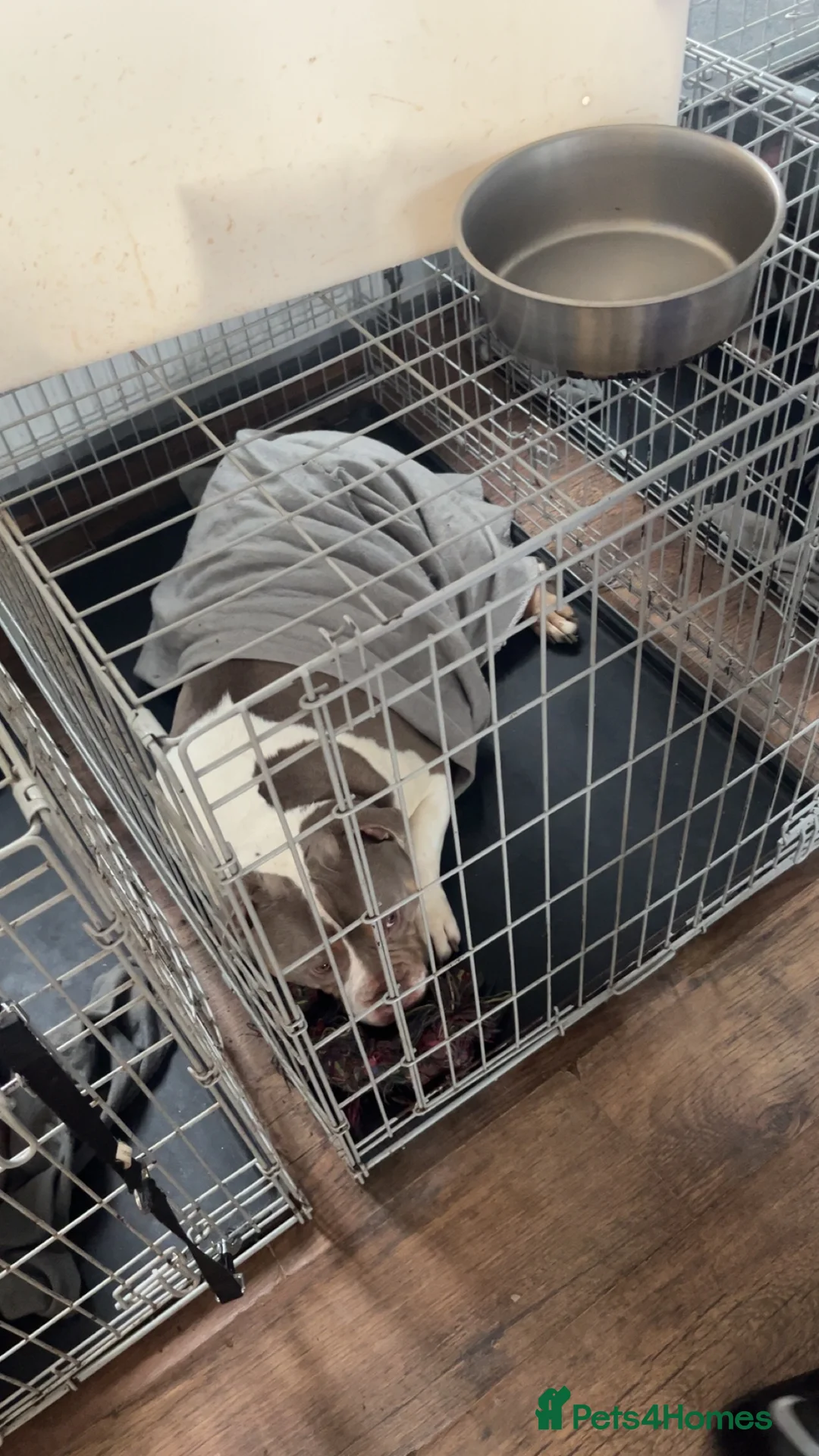 American Bully dogs for sale: Pocket bully  - Advert 3